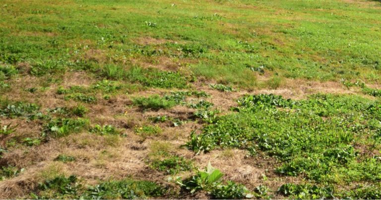 bare spots in the yard