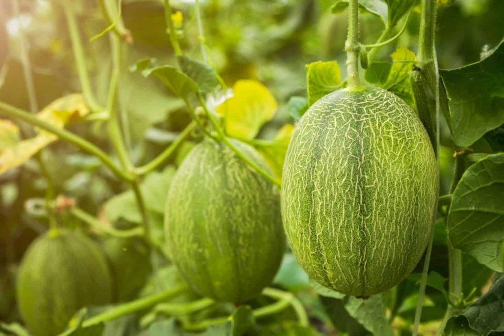 6 HighMaintenance Plants To Avoid Growing In Your Garden