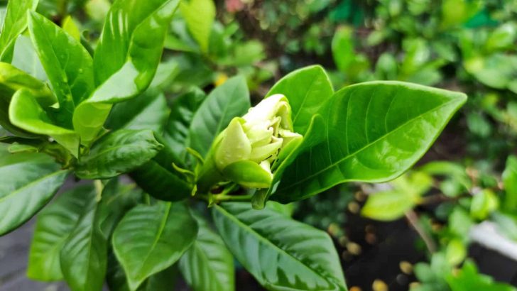7 Common Reasons Your Gardenia Is Not Blooming As It Should
