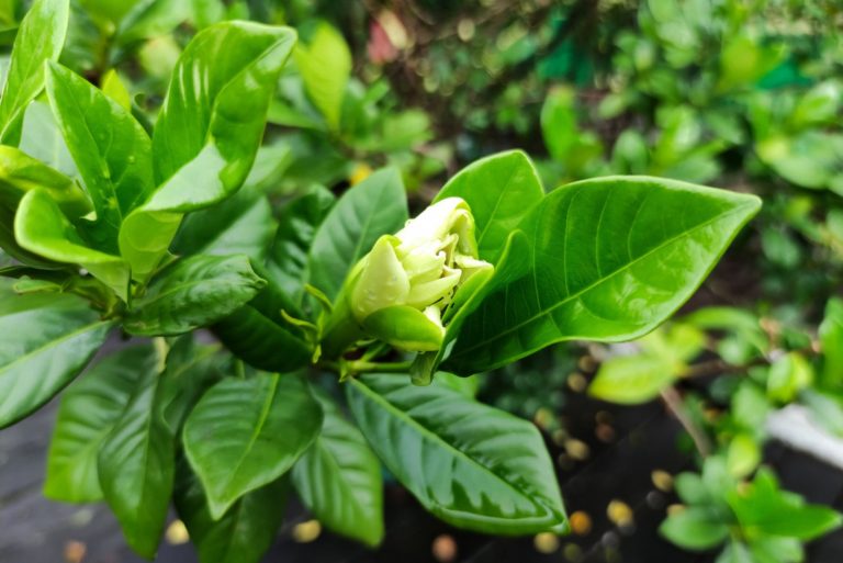 gardenia not blooming