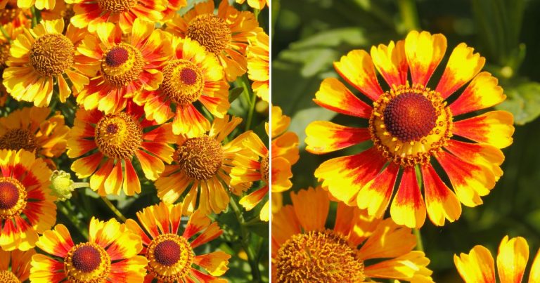 blanket flowers