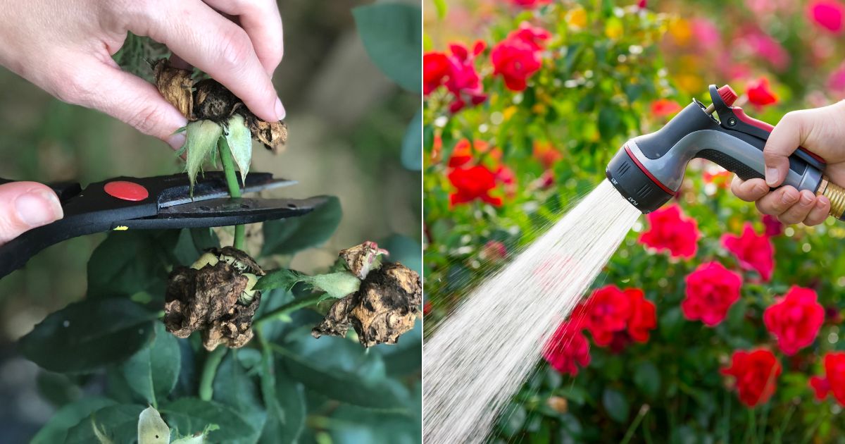 7 Rose Growing Mistakes That Can Hinder Their Growth