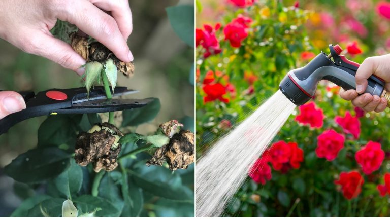 rose growing mistakes