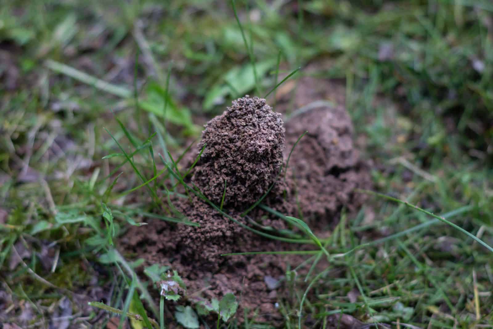 7 Ways To Get Rid Of Ant Hills In Your Garden That Actually Work