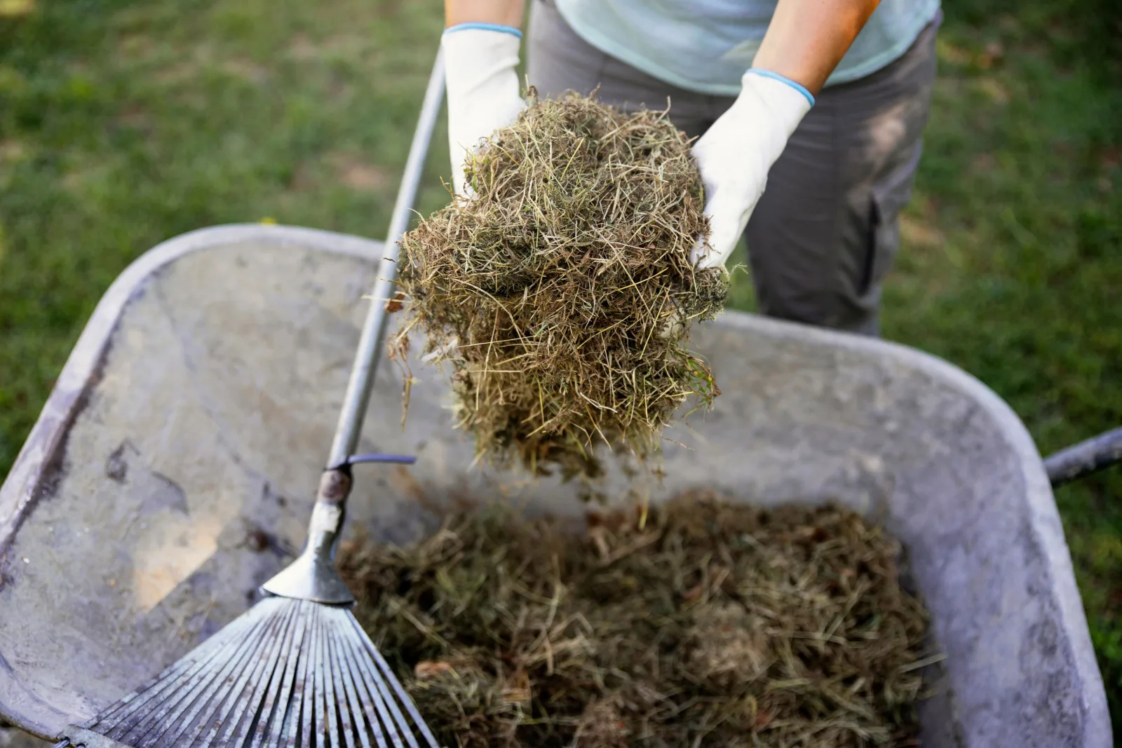 Female hands collecting Fresh cut lawn in Garden wheelbarrow for a compost bin