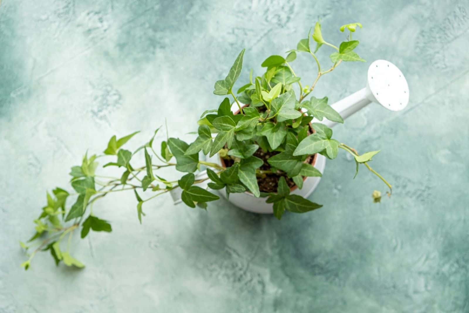 8 Houseplants To Grow In Water To Avoid Messy Soil!