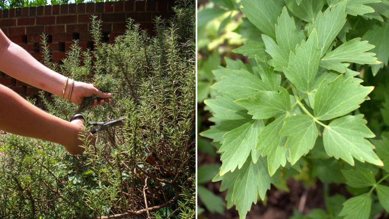Drought Tolerant Herbs