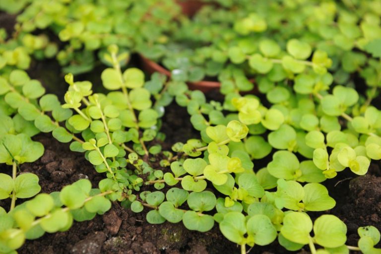 9 Effective Ground Cover Plants To Prevent Weeds