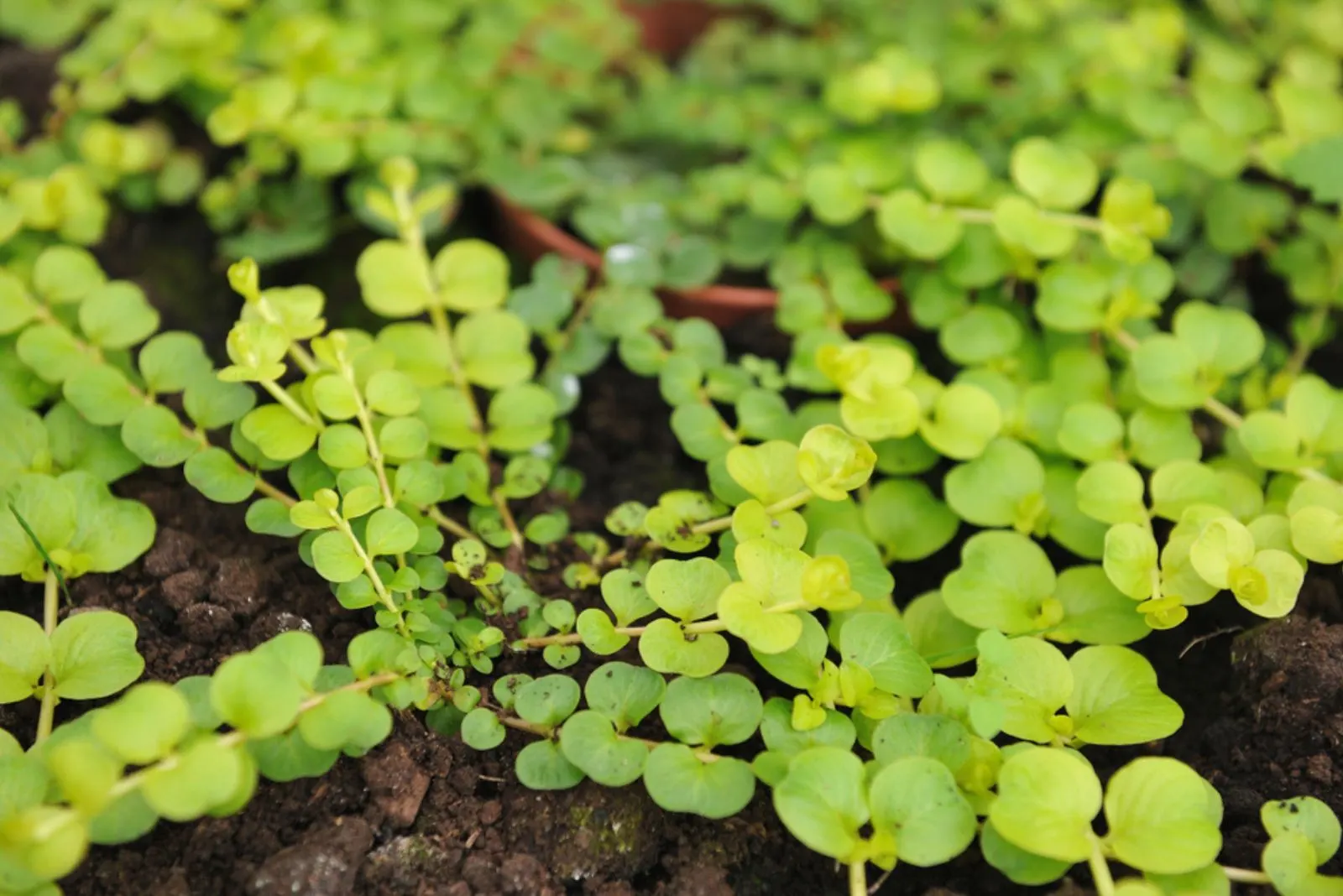 Creeping jenny planted in the garden