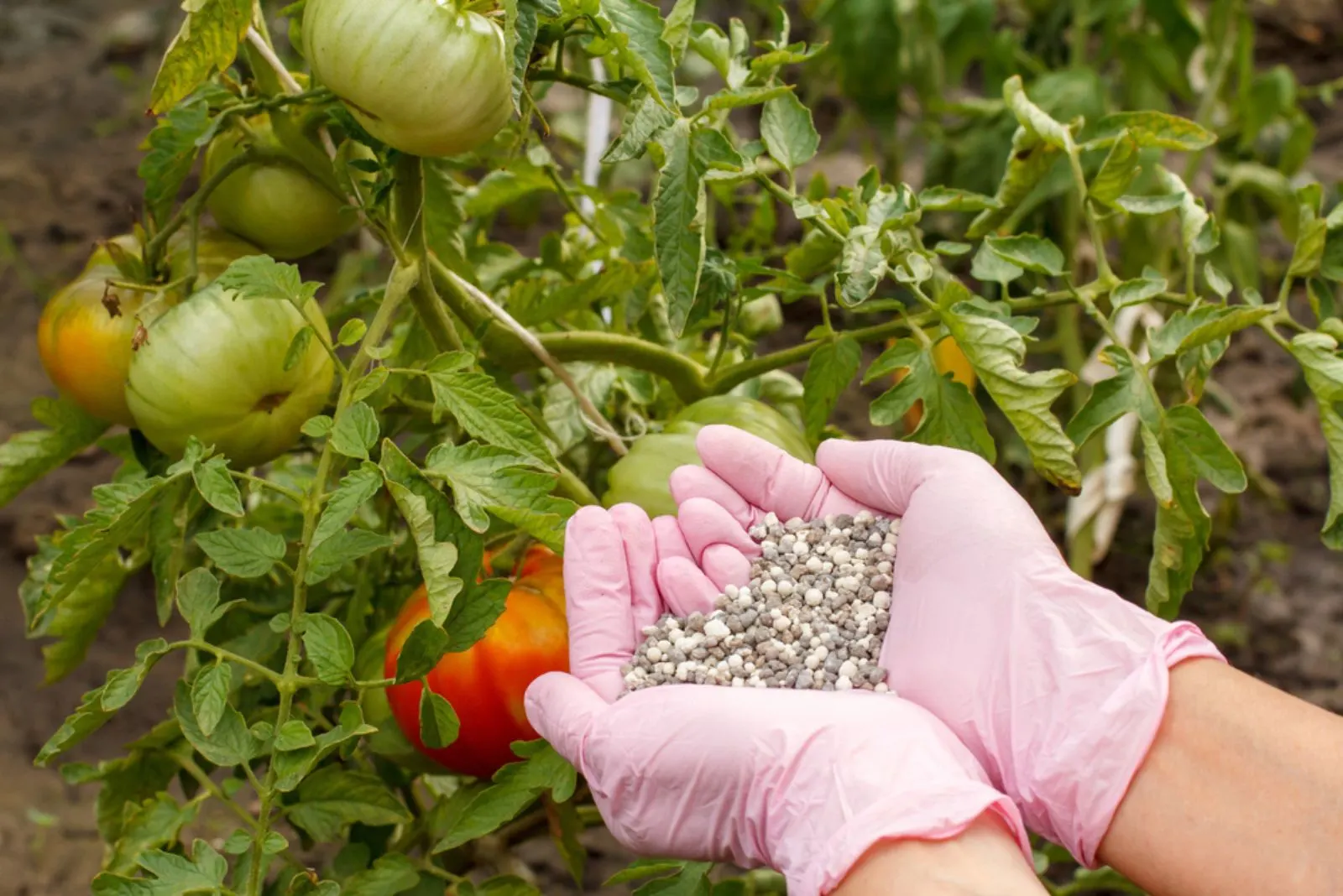 Farmer hands in rubber gloves holds chemical fertilizer to give it to tomato bushes