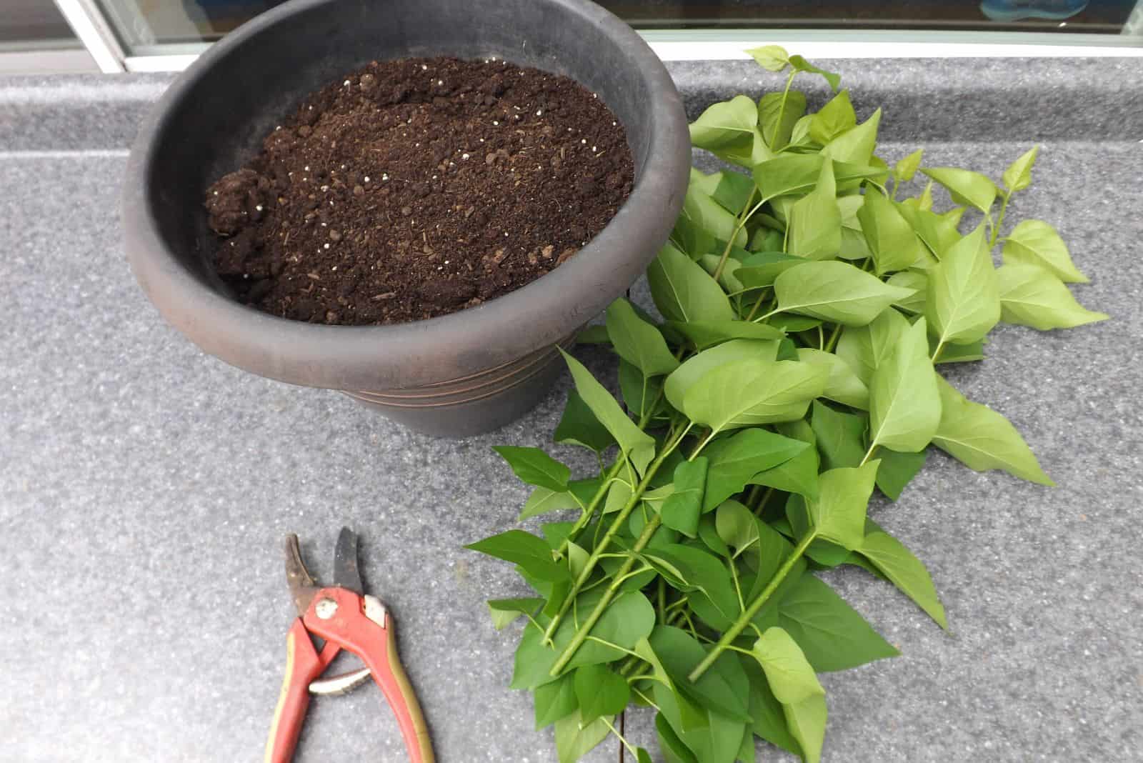 transplanting lilacs into pots