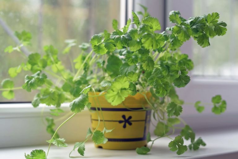 Cilantro in a pot by the window