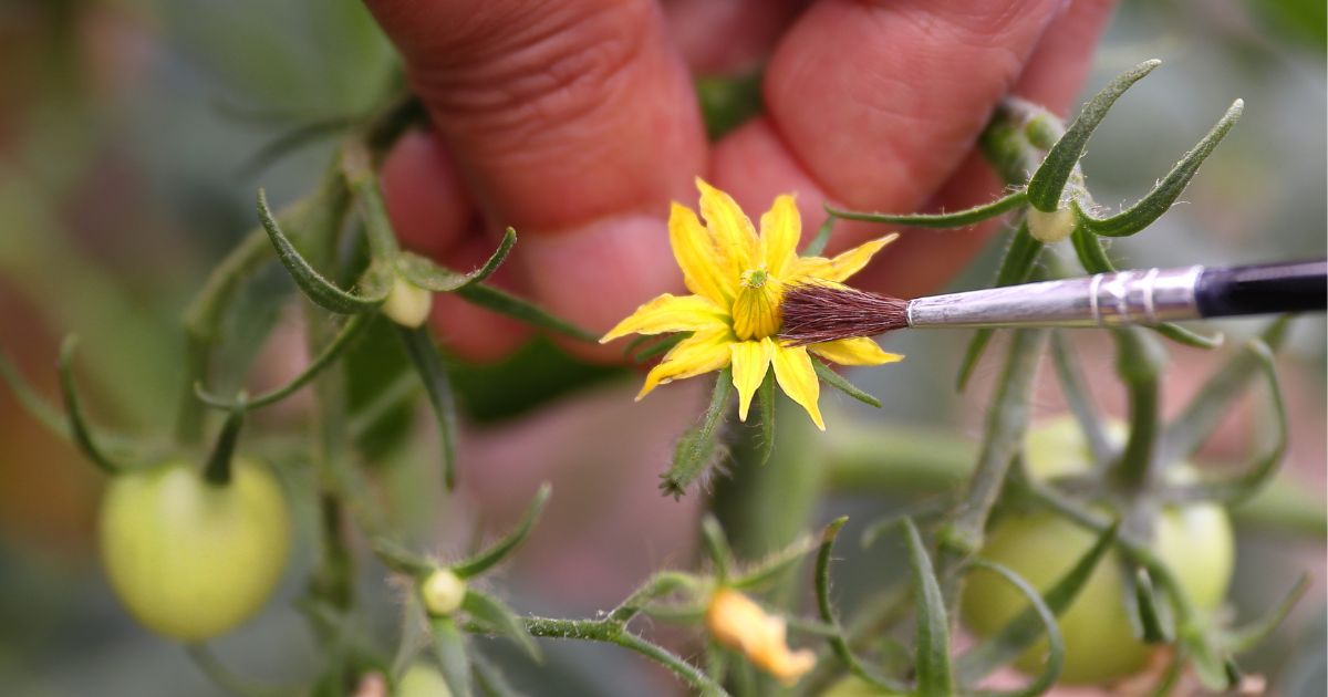 A StepByStep Guide On How To Pollinate Tomatoes By Hand