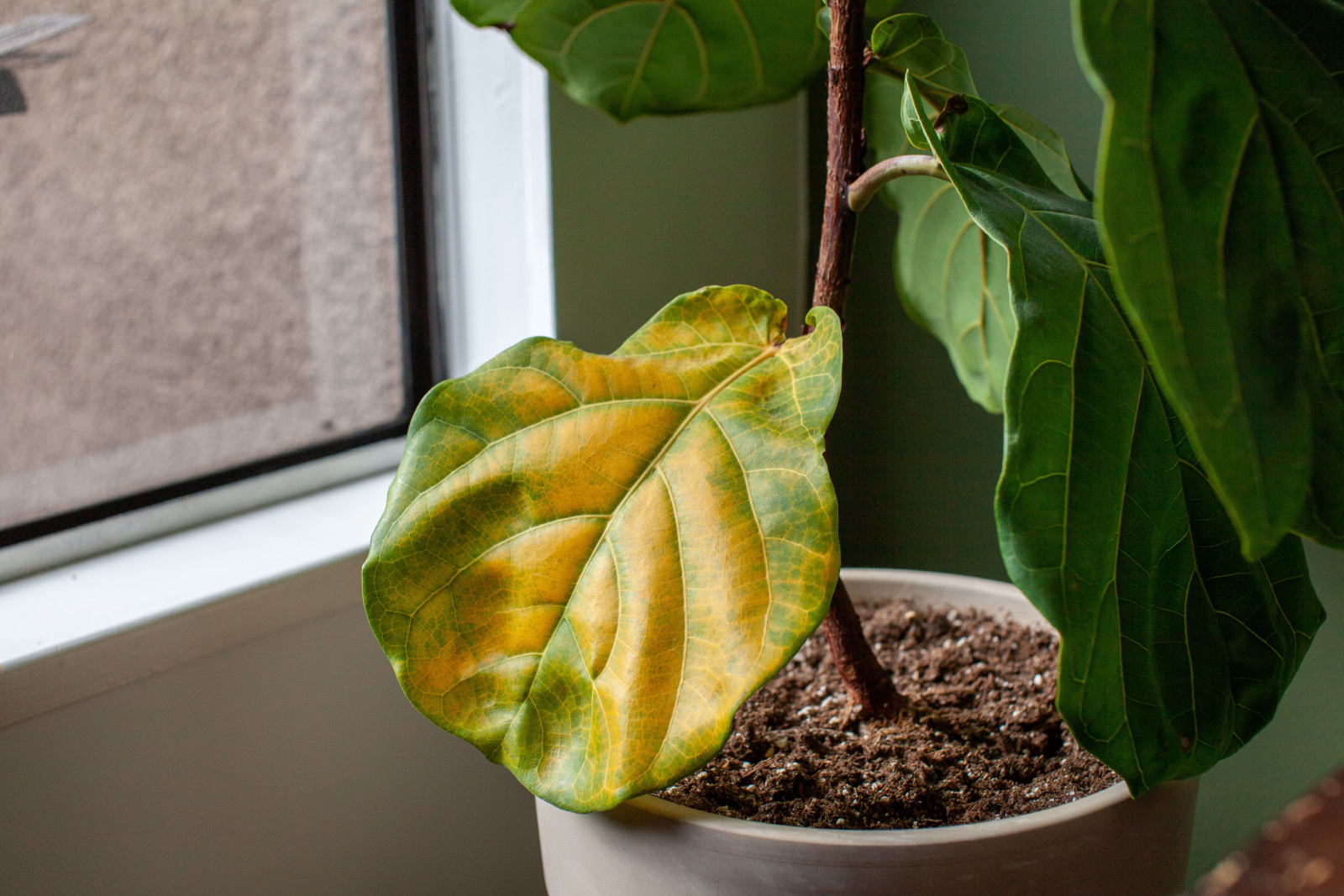 A beautiful fiddle leaf fig houseplant sits in a pot by a window for bright, indirect light, but has a large yellowing leaf. (1)