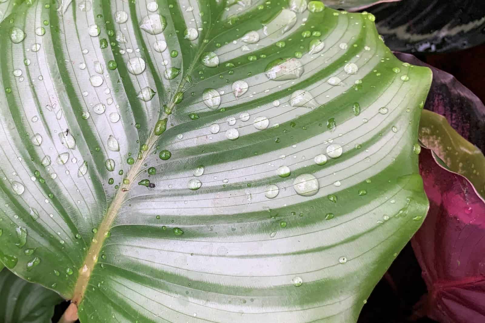 A close-up of of a beautiful, decorative leaf of a house plant calathea orbifolia with droplets of water on leaf