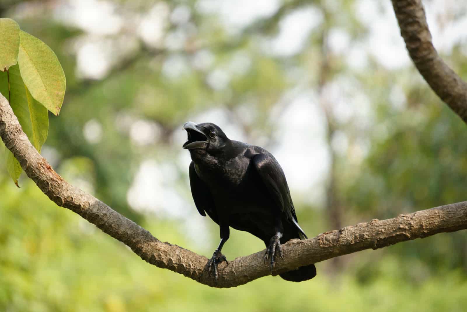 A crow chirping on the tree