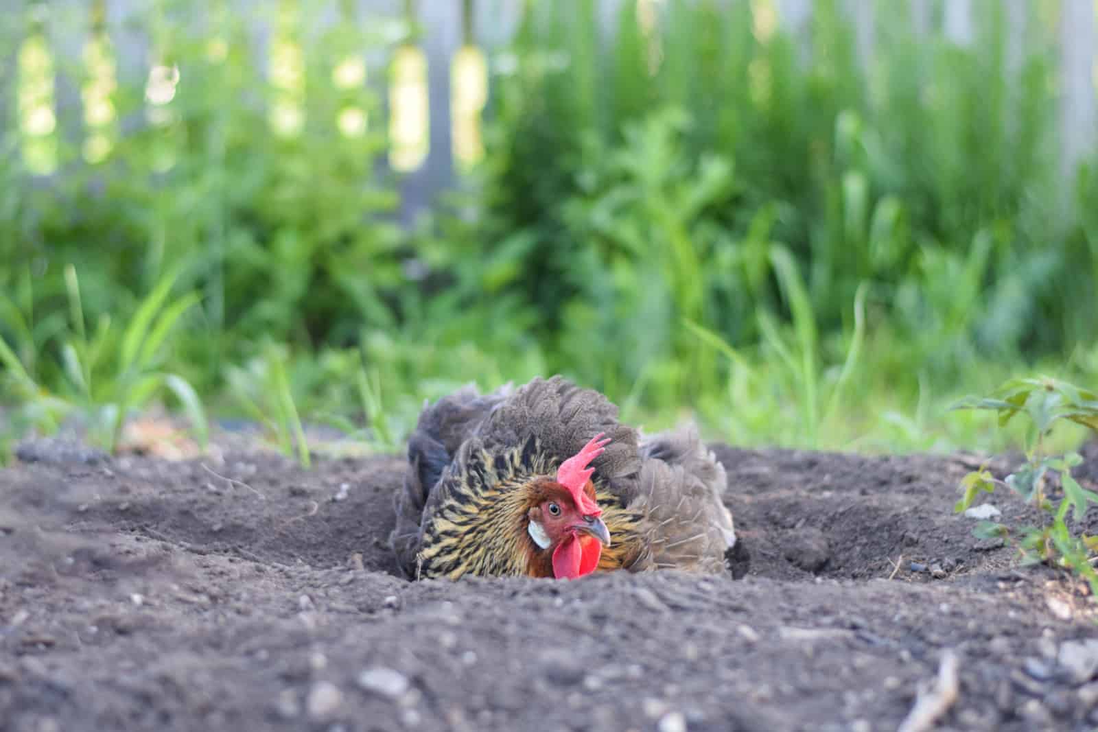 A female, brown leghorn chicken fluffed up in soil dust bathing