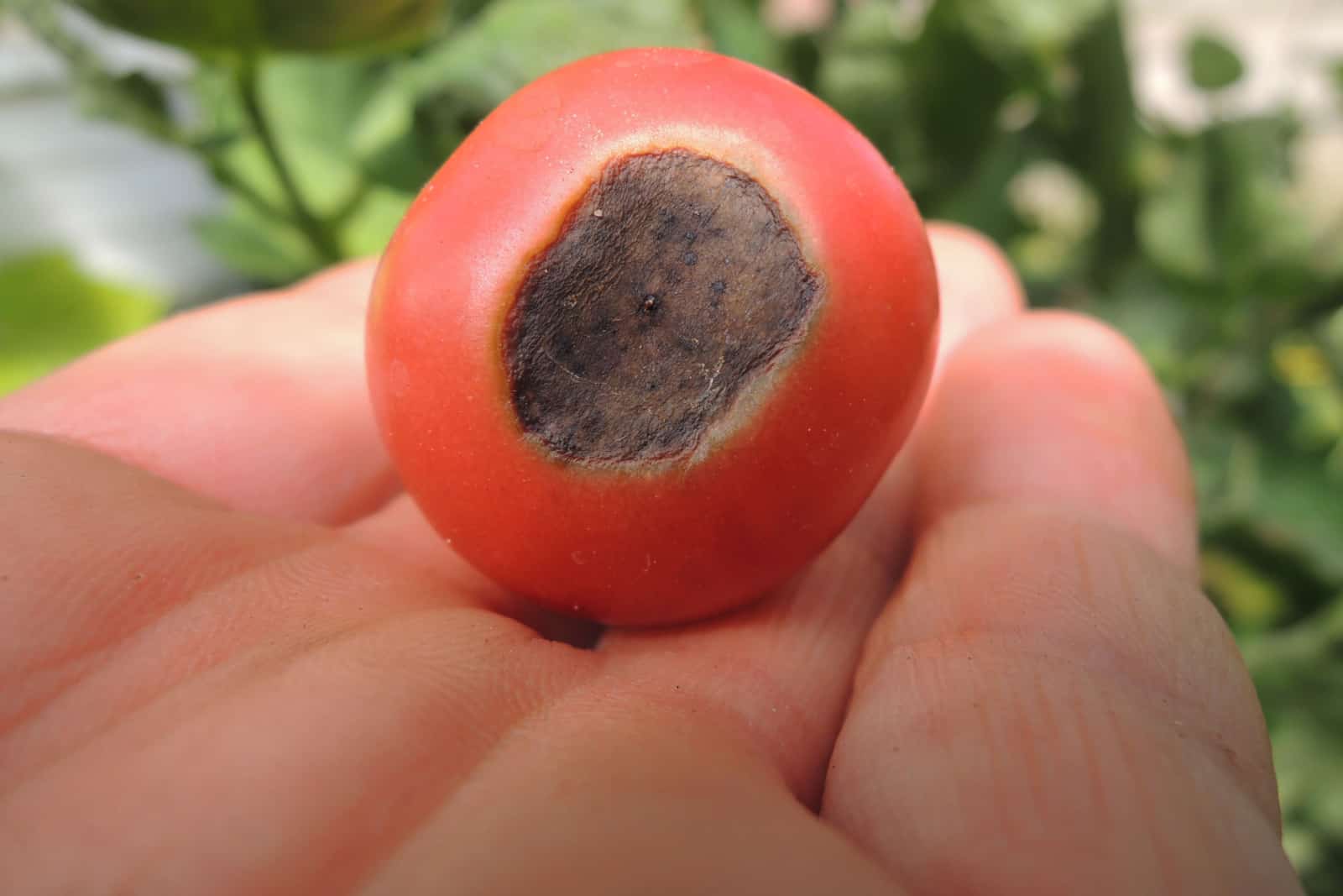 A water-soaked spot at the blossom end of tomato fruits is the classic symptom of blossom-end rot.