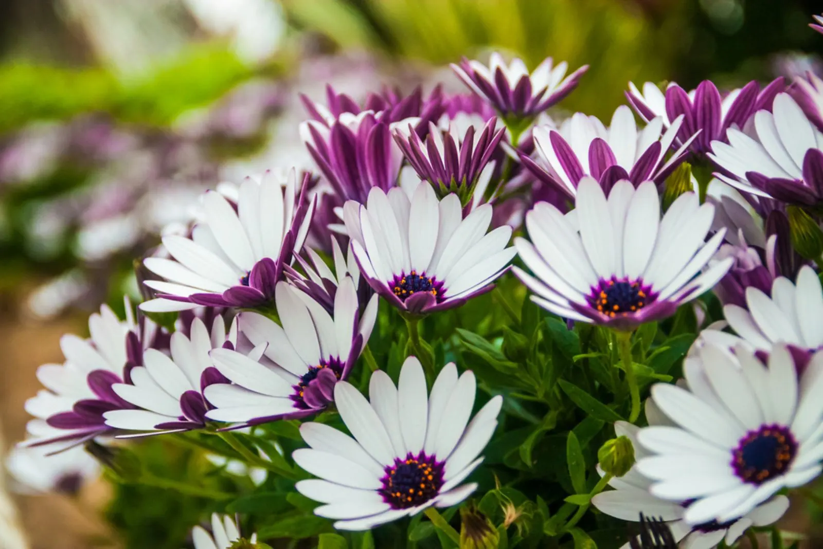 Image of Zinnia companion plant for African daisy