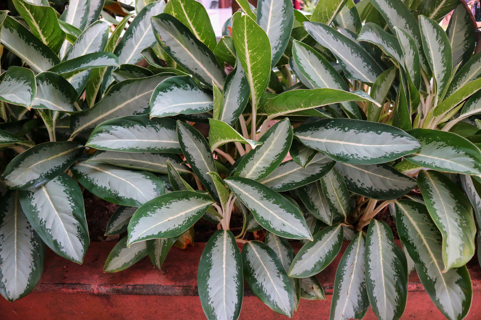 Aglaonema Silver Bay (Silver King , Chinese Evergreen) plant