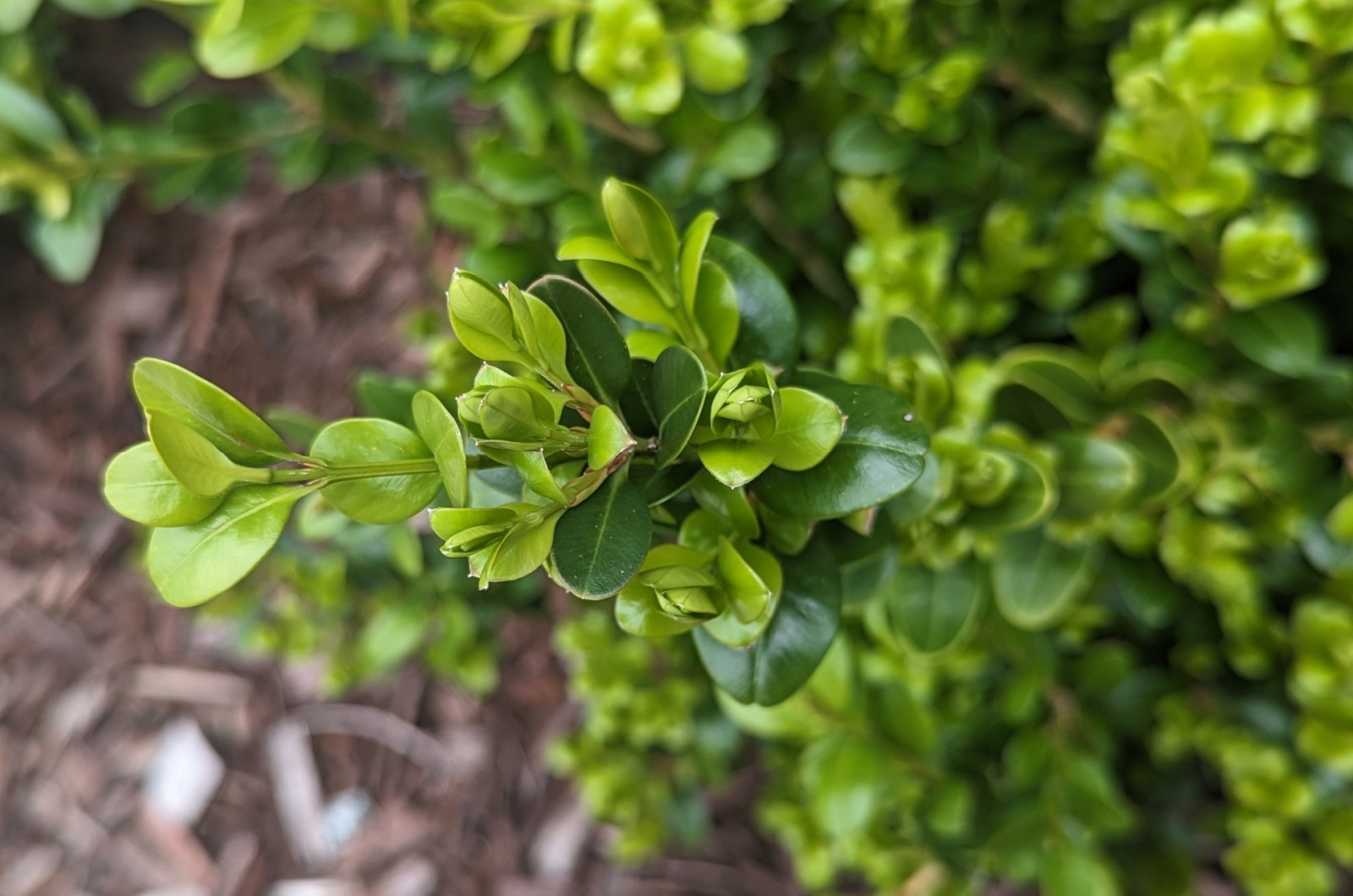 American Boxwood