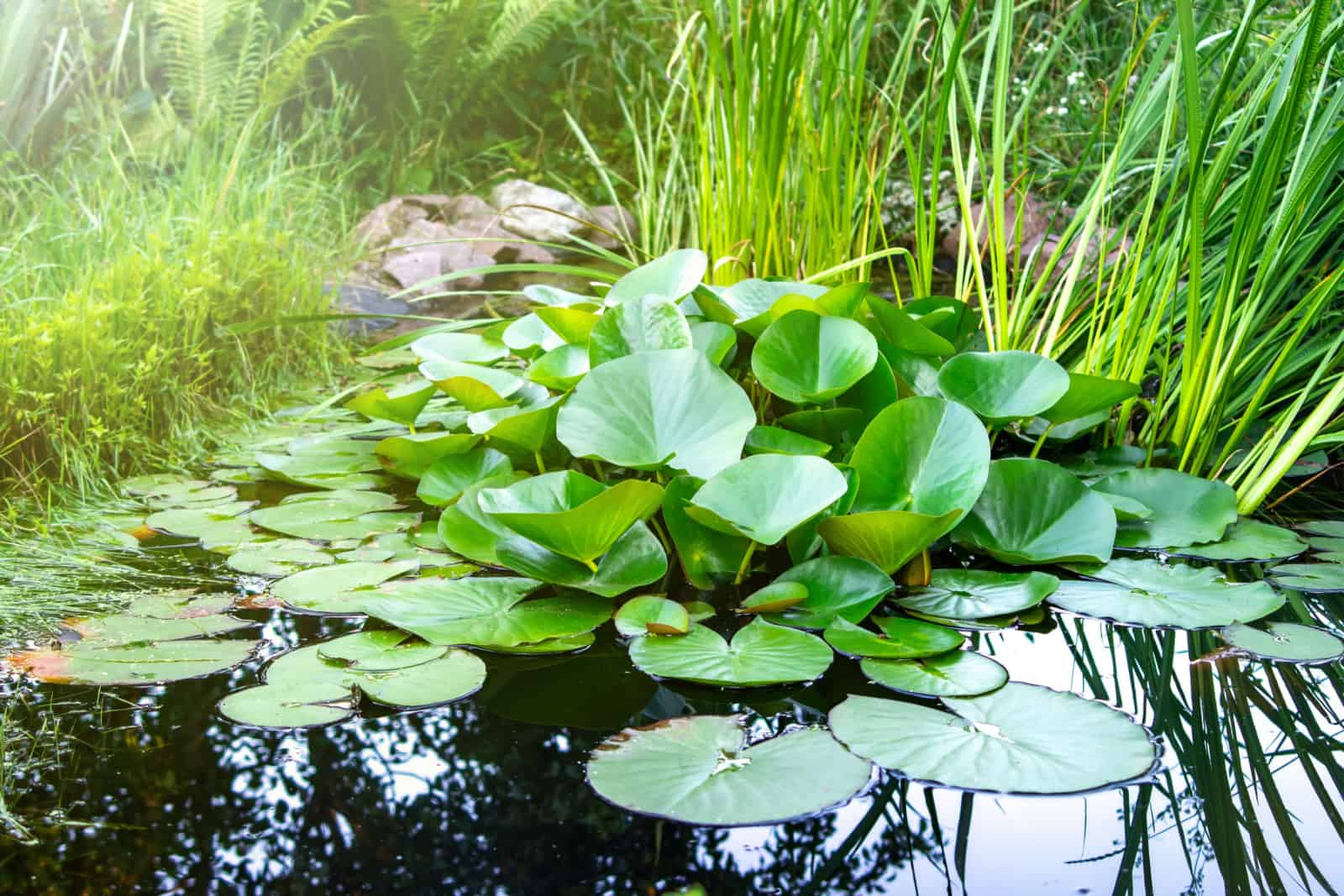 Artificial decorative pond in the garden with living aquatic plants