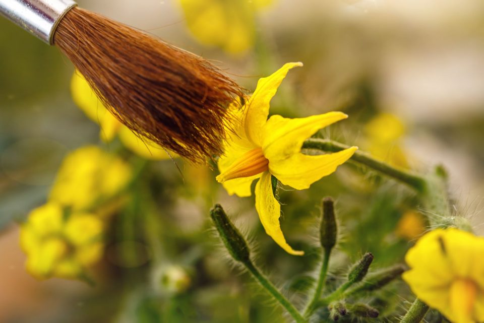 A StepByStep Guide On How To Pollinate Tomatoes By Hand