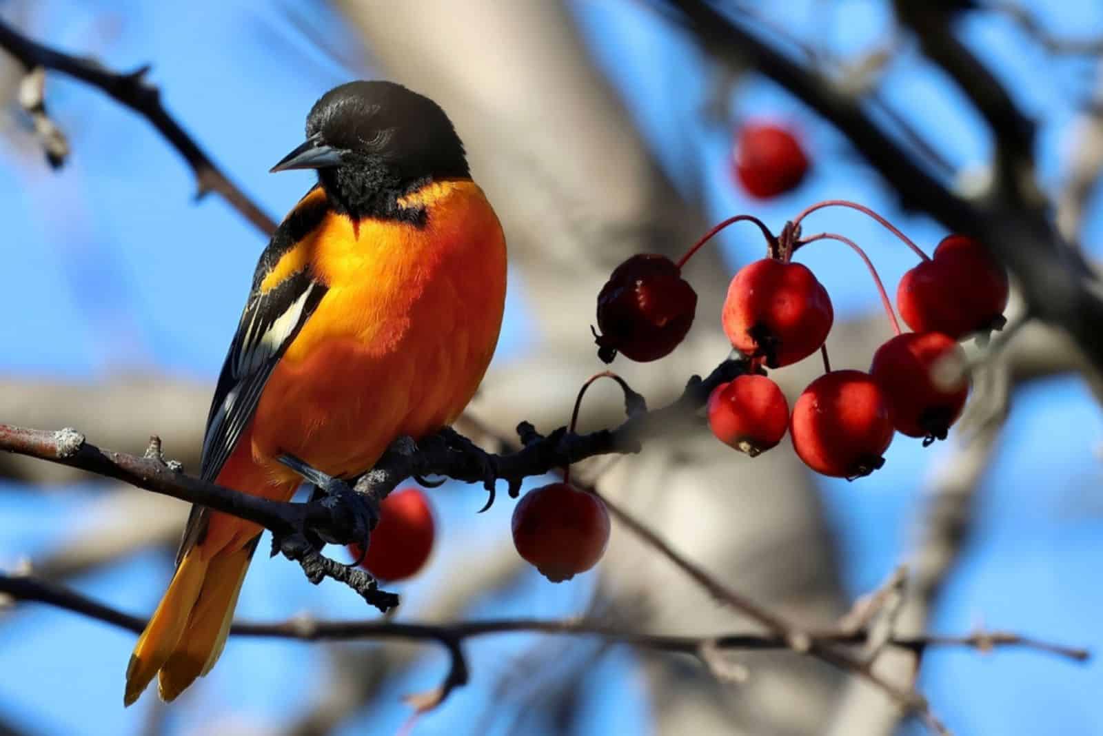 Baltimore oriole perched on a tree branch