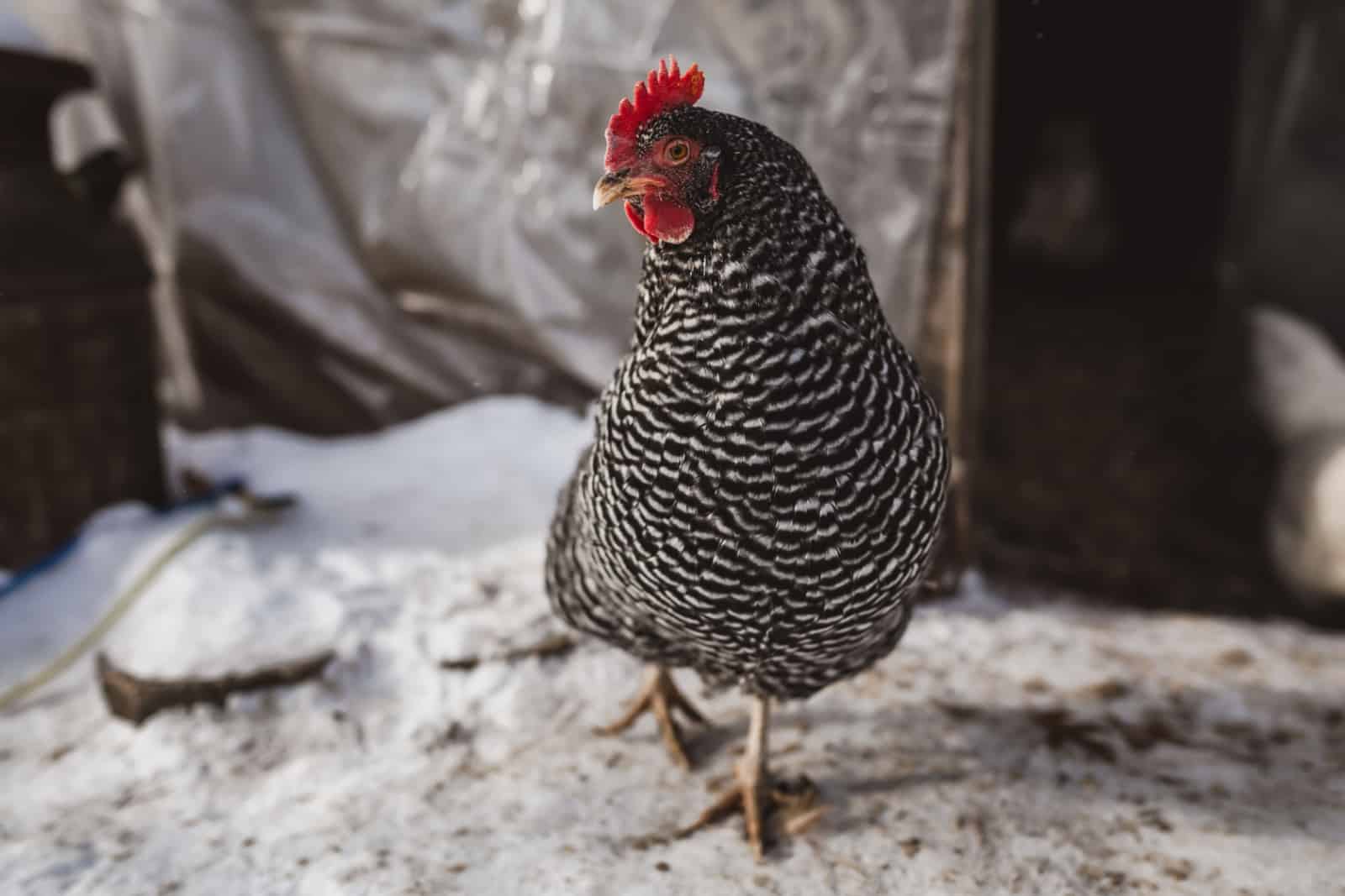 Barred Rock chicken in winter with wood ash in chicken coop