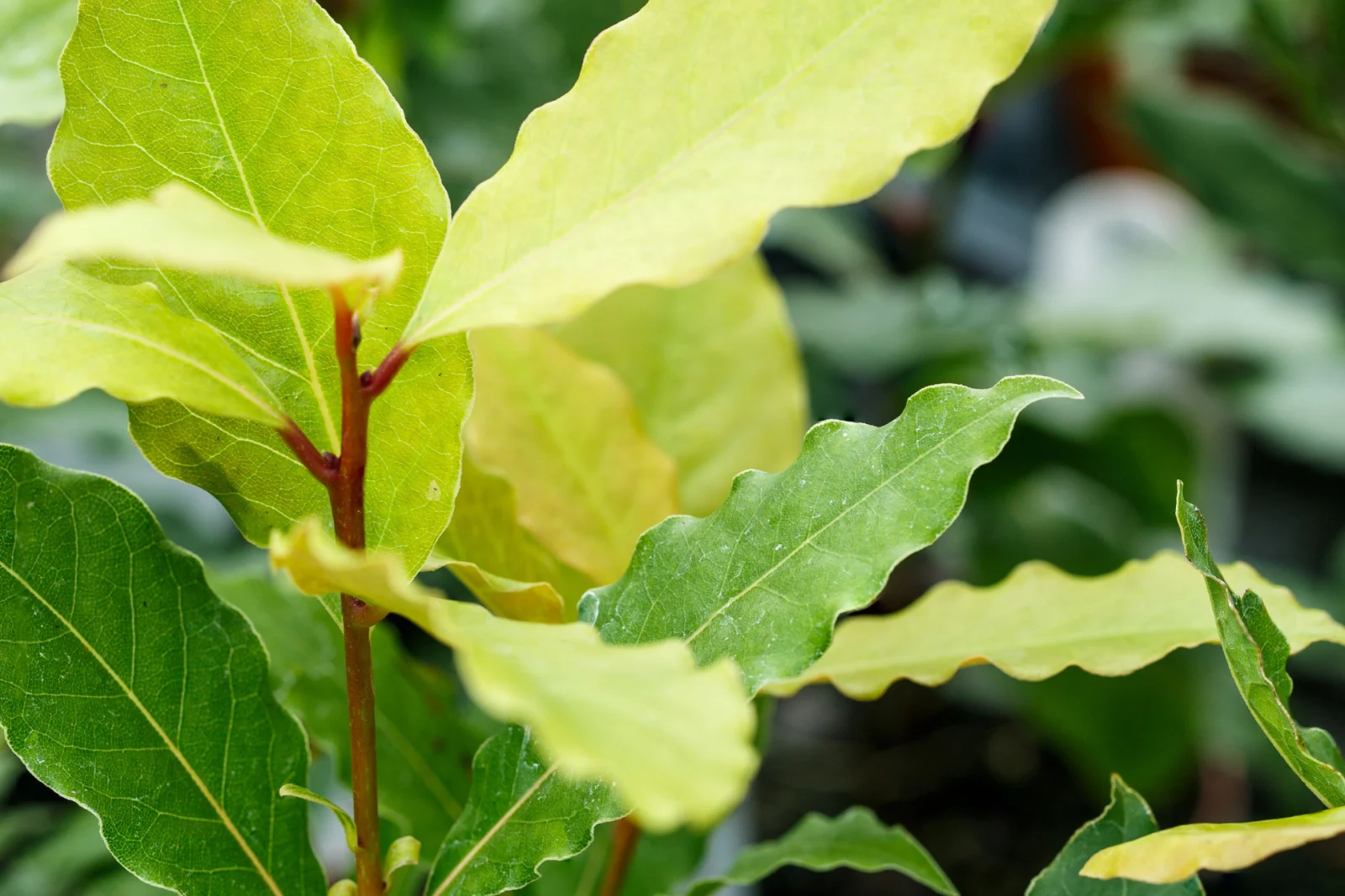 How To Grow A Bay Tree & 5 Best Bay Leaf Uses