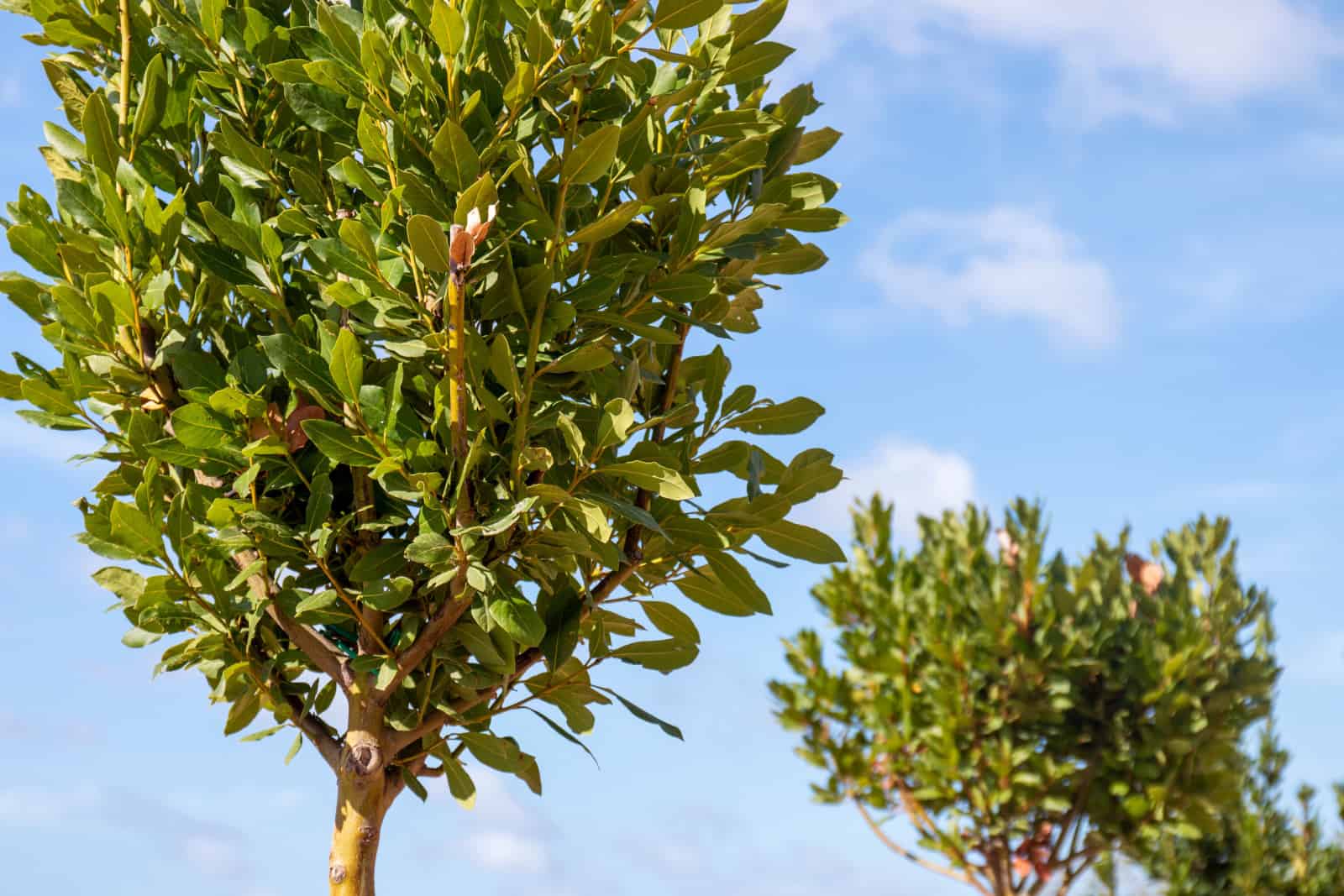 Bay laurel tree (Laurus nobilis)