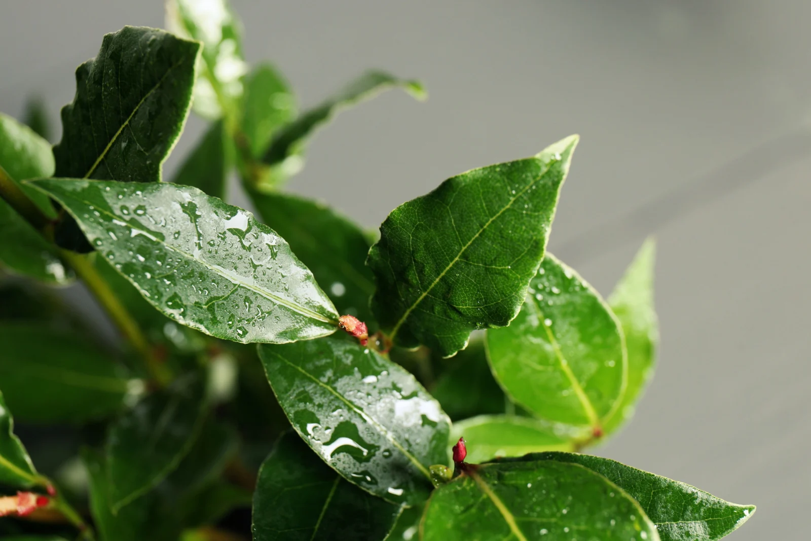 How To Grow A Bay Tree & 5 Best Bay Leaf Uses