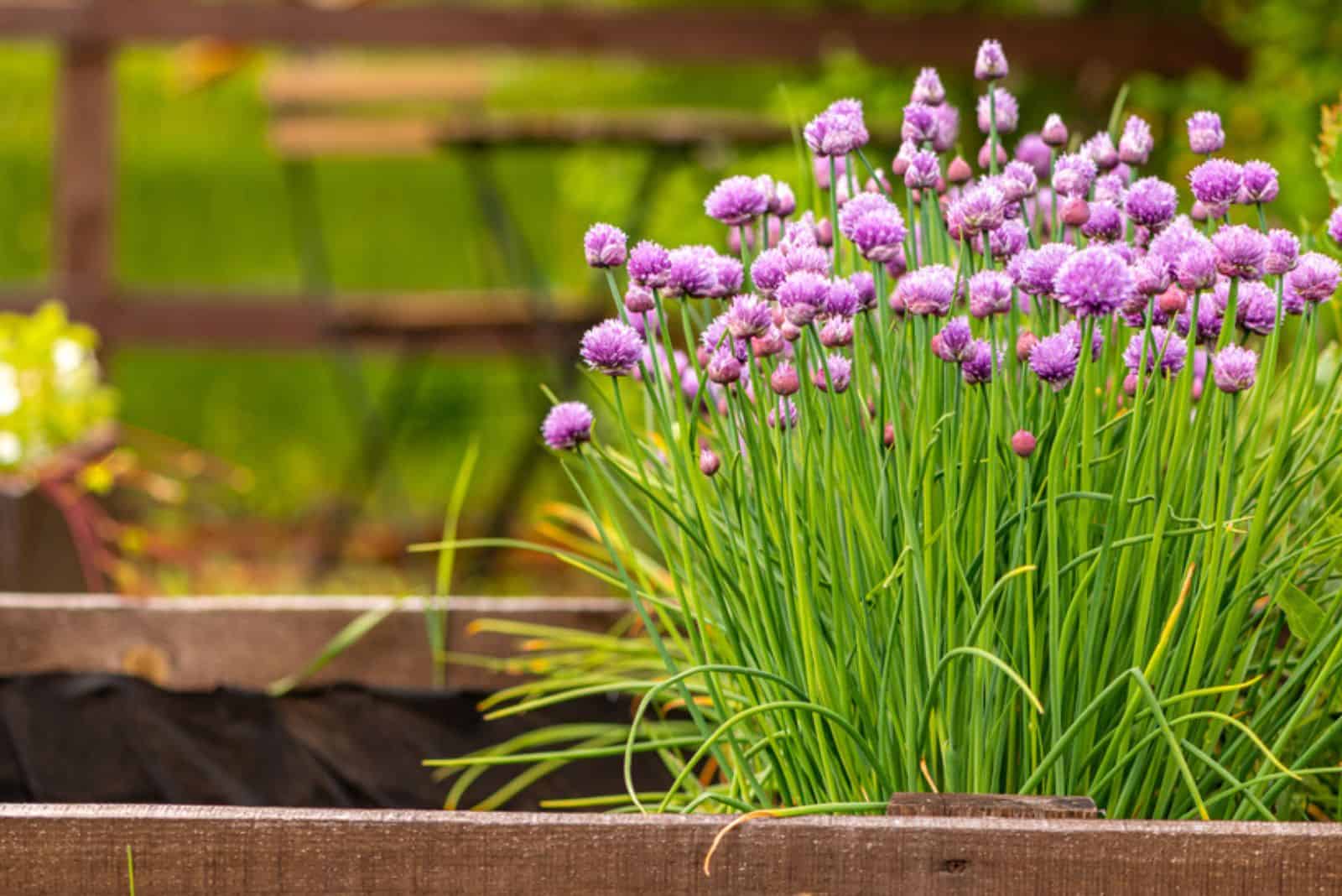 Beautiful blooming chives in a spring garden,
