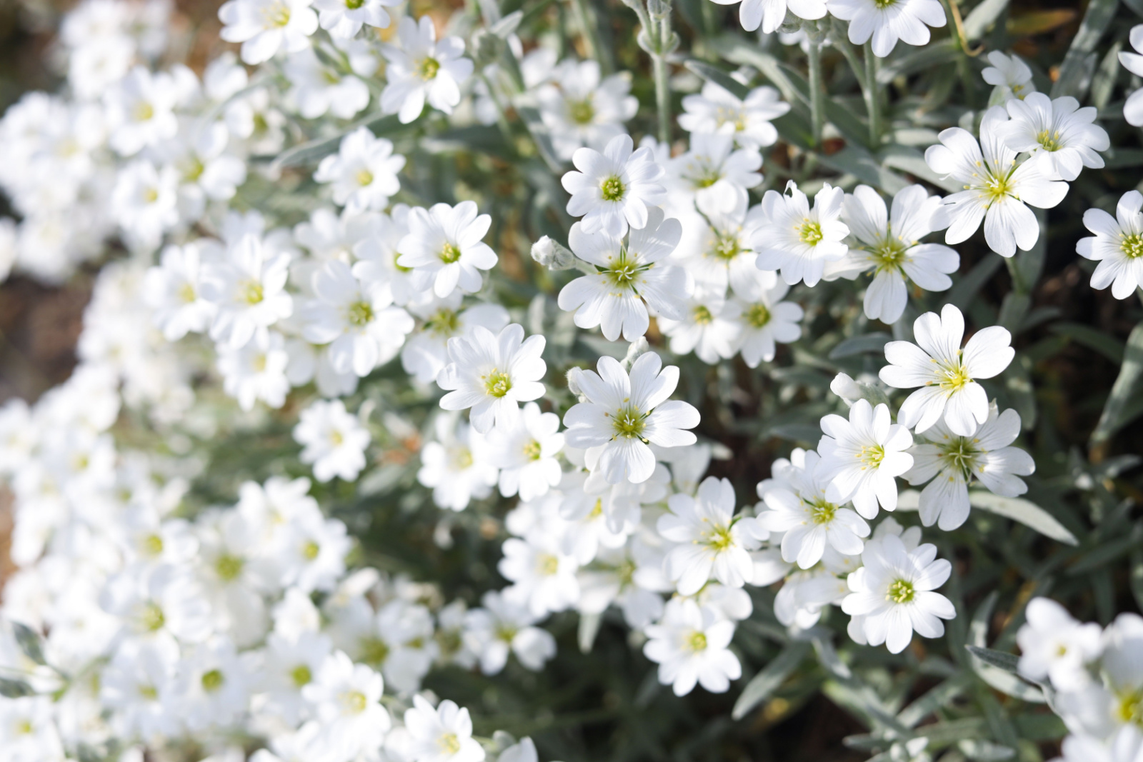 Beautiful white snow-in-summer flowers outdoors