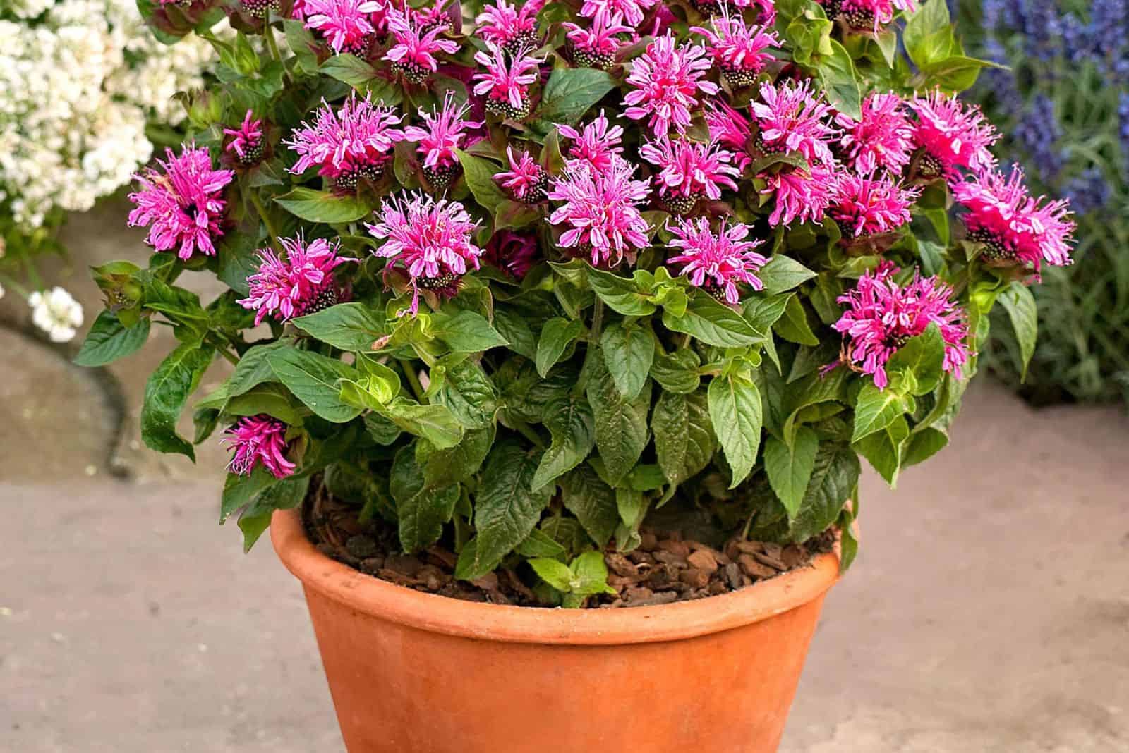 Bee Balm In A Container