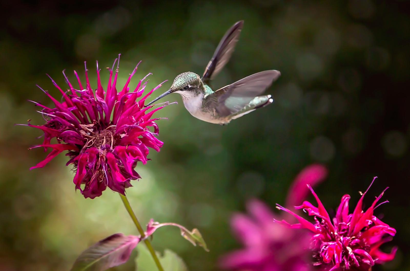 Bee Balm and Hummingbird