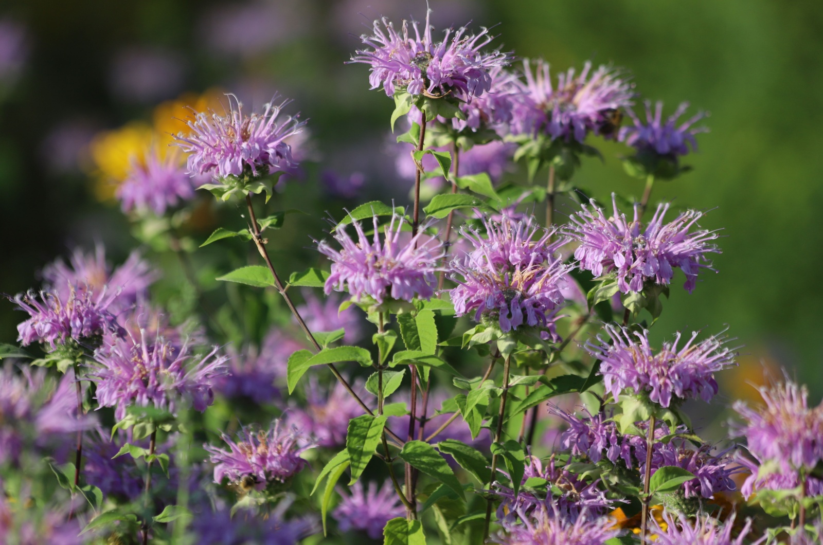 Bee Balm in garden