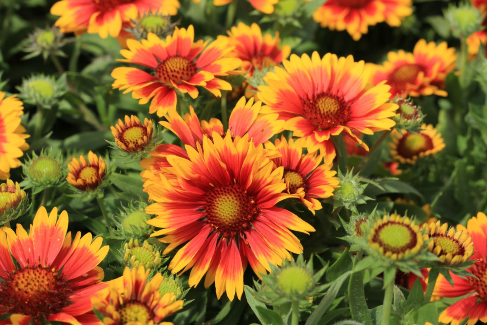 blanket flower