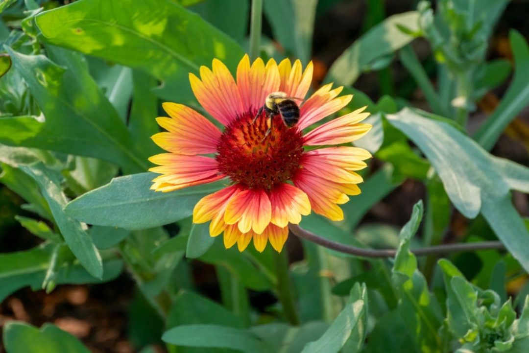7 Reasons To Add Blanket Flowers To Your Garden