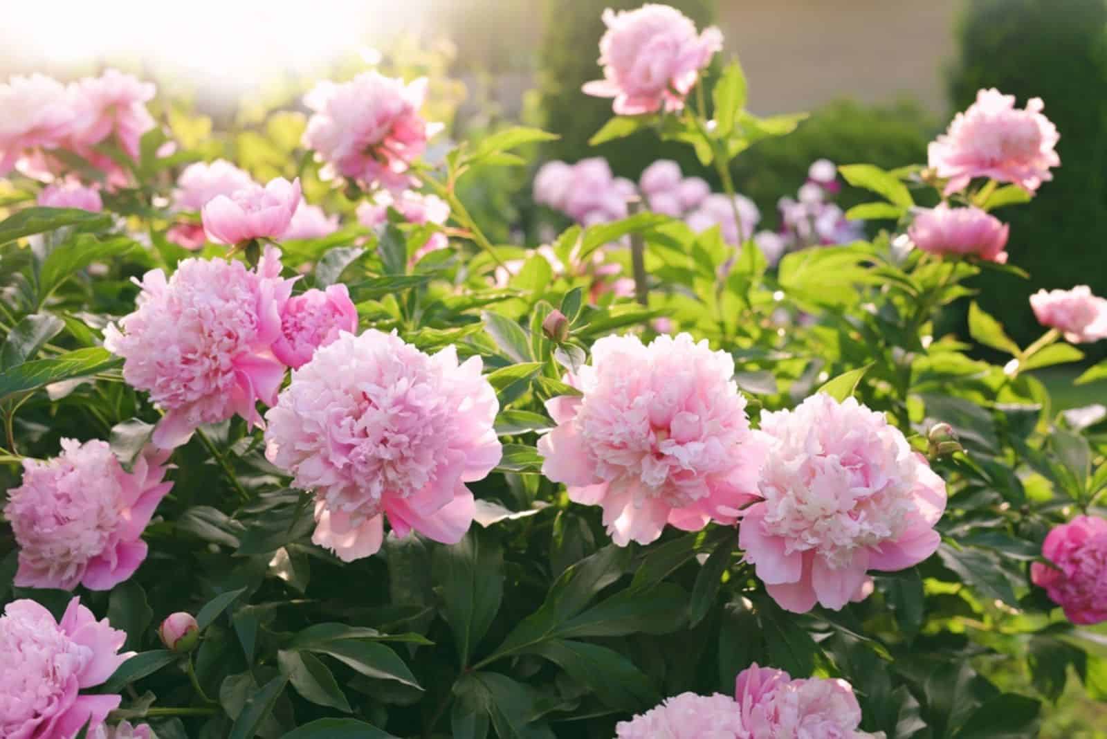 Blooming peony plant