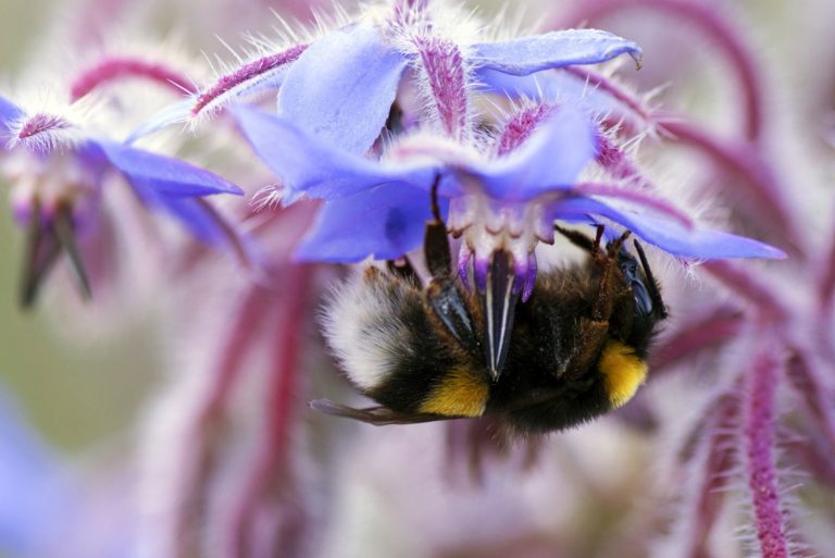 Get A Pollen Paradise With These 10 Best Flowers For Bees