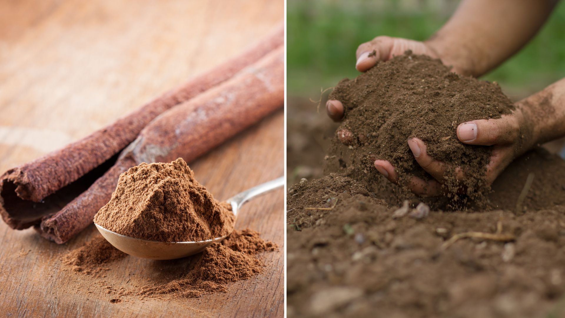 Can You Use Cinnamon As A Rooting Hormone In Your Garden