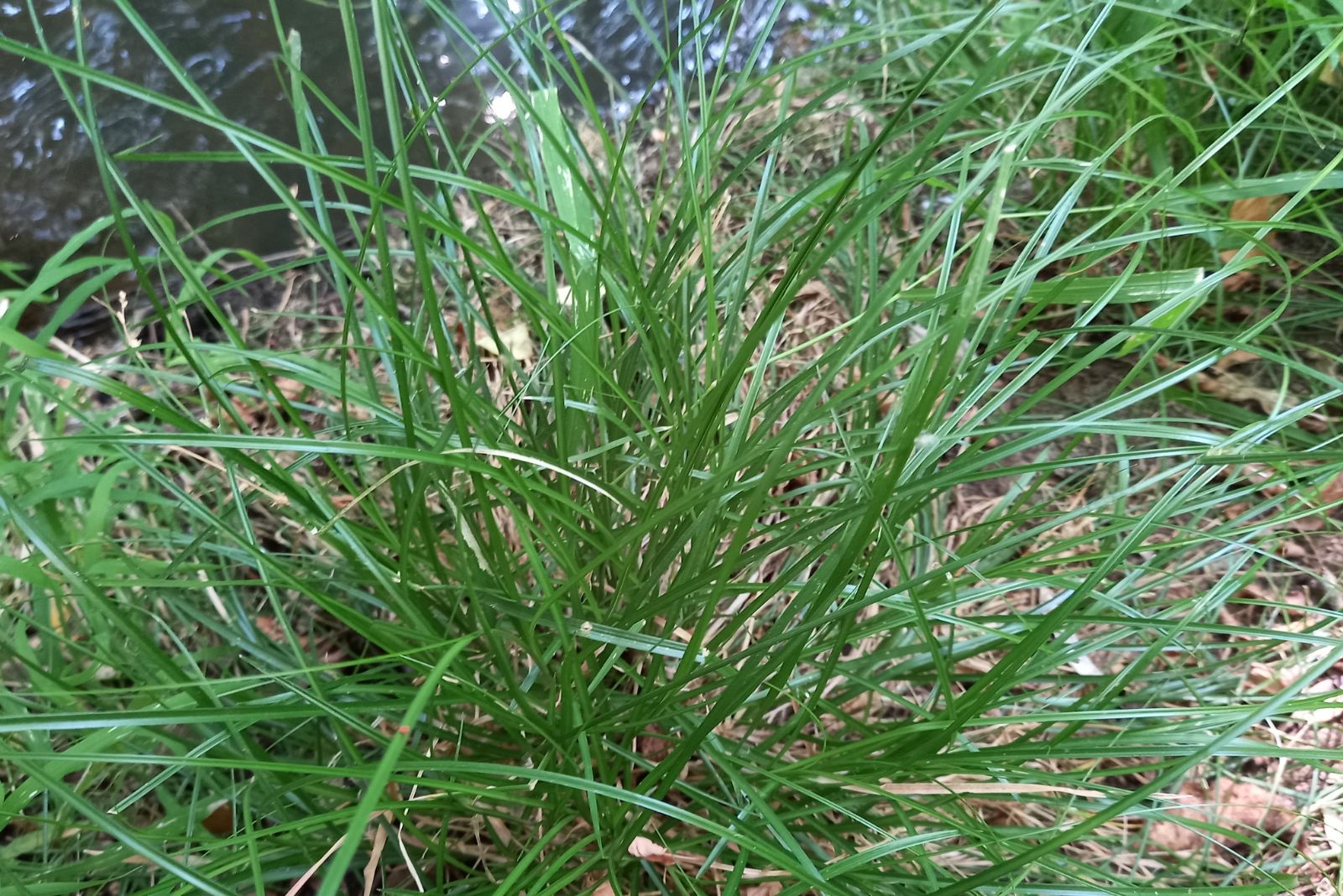 Carex Remota