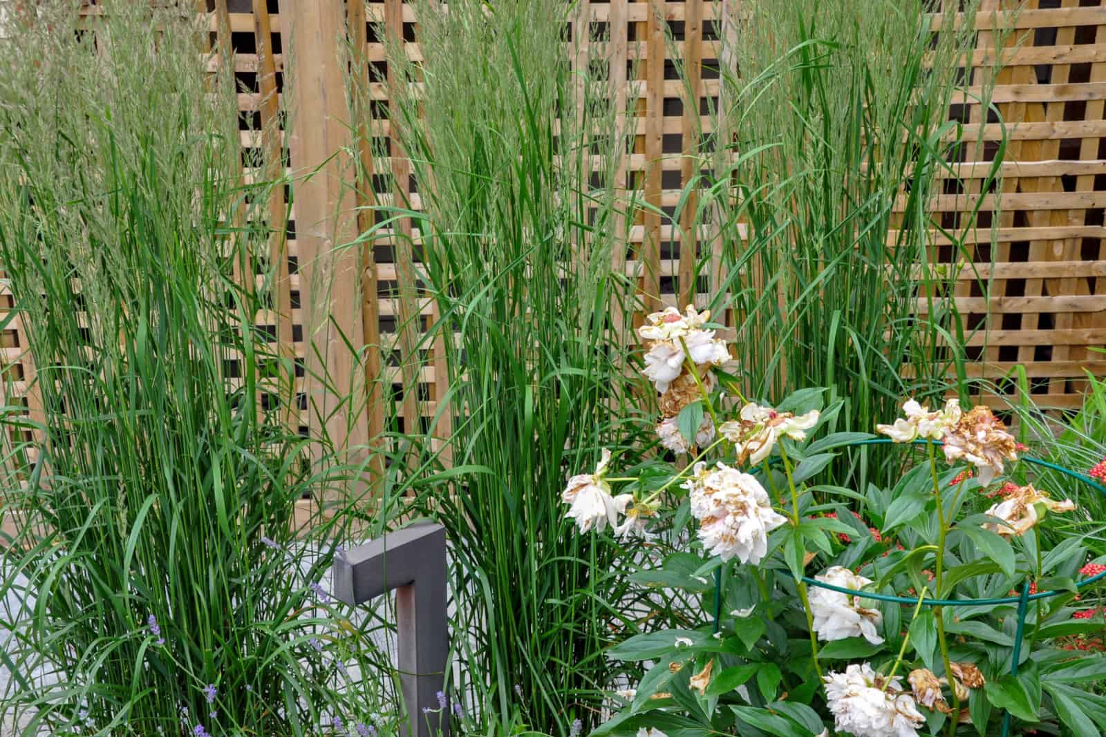 Cedar lattice screens and tall ornamental grasses