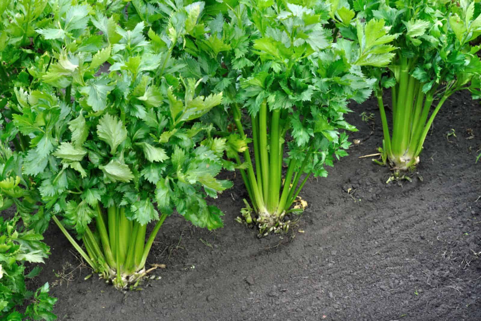 Celery in garden