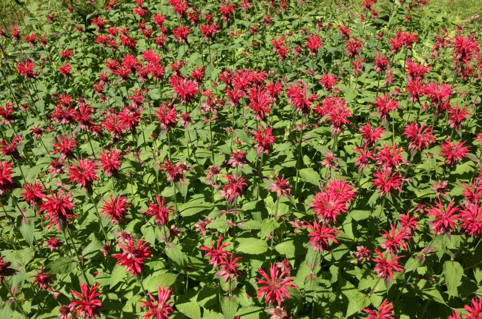 Cherry red bee balm in flower garden