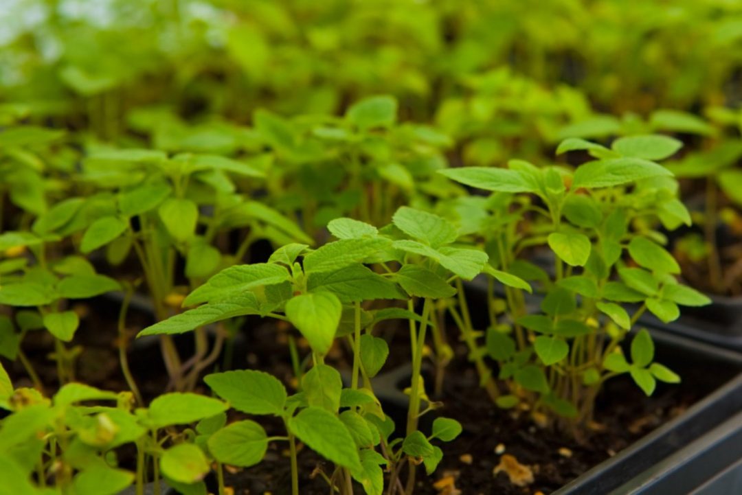 How To Grow Chia Seeds And 5 Best Chia Plant Uses