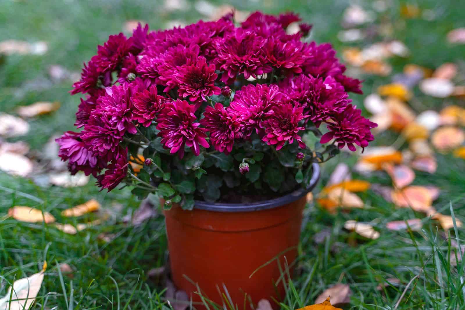 Chrysanthemum in a brown pot