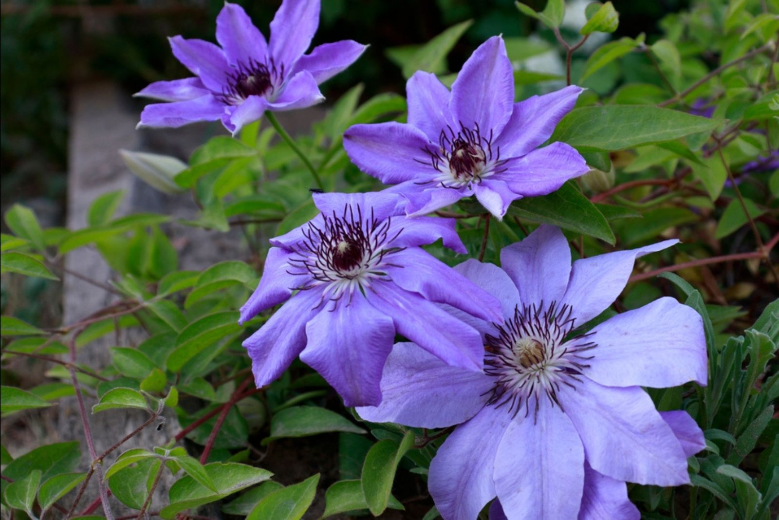  Clematis ‘Boulevard Bernadine’