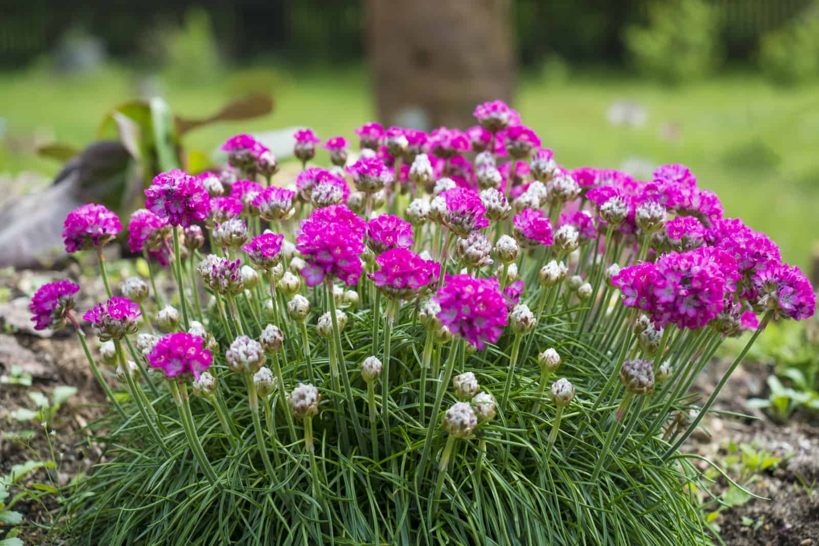 Close up bunch of pink blooming Armeria maritima, commonly known as thrift